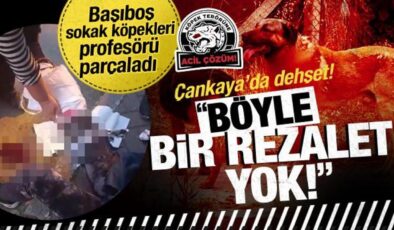 Ankara’da 9 başıboş sokak köpeği Prof. Dr. Meliha Yılmaz’ı parçaladı