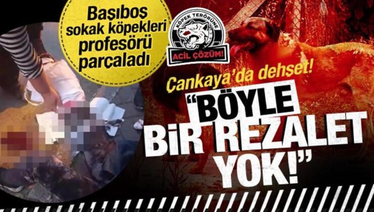 Ankara’da 9 başıboş sokak köpeği Prof. Dr. Meliha Yılmaz’ı parçaladı