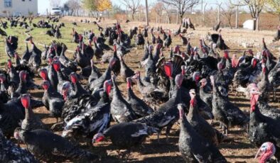 Ankara’da yeni ‘Tosuncuk’ vakası! Milyonlarca liralık hindi vurgunu