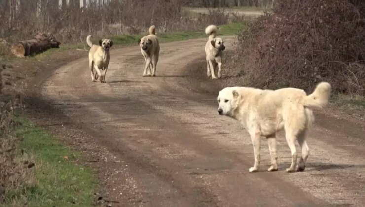 Başıboş sokak köpekleri ‘beyaz kanser’ tehlikesi yayıyor