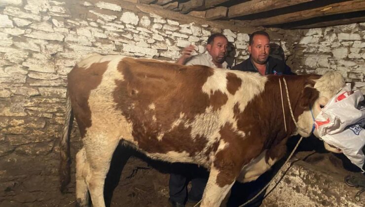 Manisa’da kaçan gebe inek, 42 gün sonra Denizli’de yakalandı