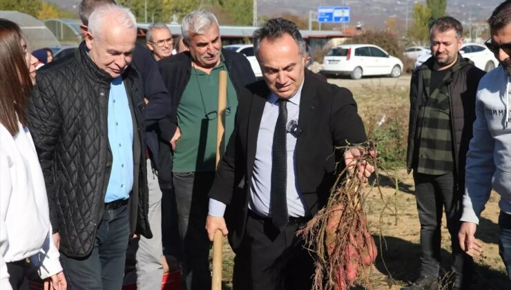 Tokat Gaziosmanpaşa Üniversitesi’nde Tatlı Patates Hasadı Etkinliği