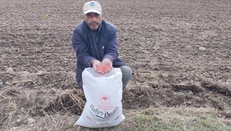 Tokat’ın Pazar İlçesinde Ekmeklik Buğday Ekimi Yapıldı