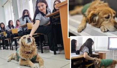 Öğrencilerin peşinden okula giren köpek, 6 yıldır derslere neşe katıyor